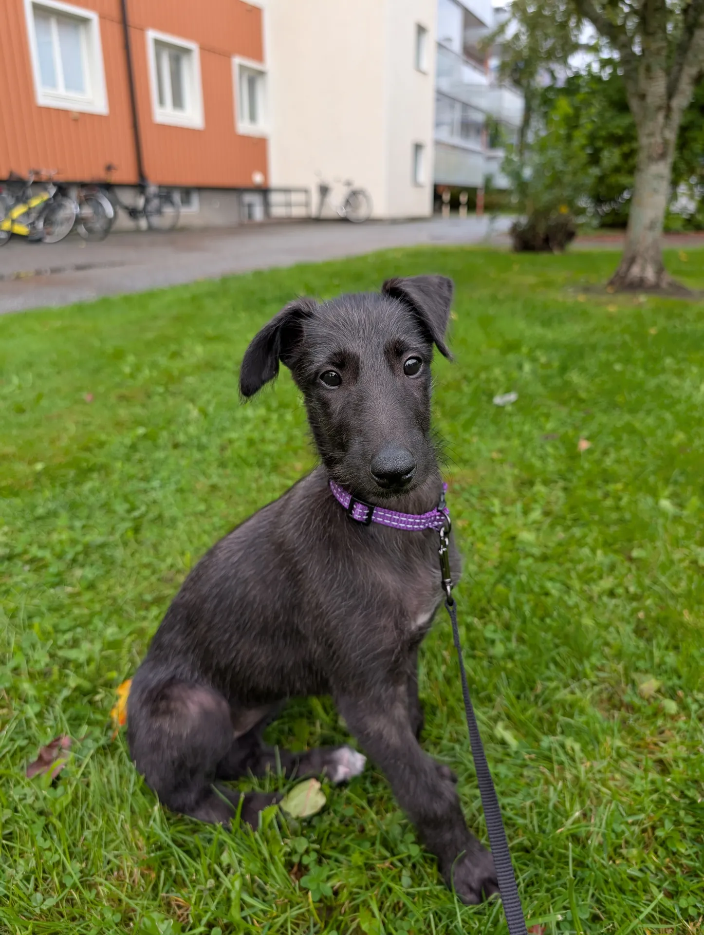Lillemor