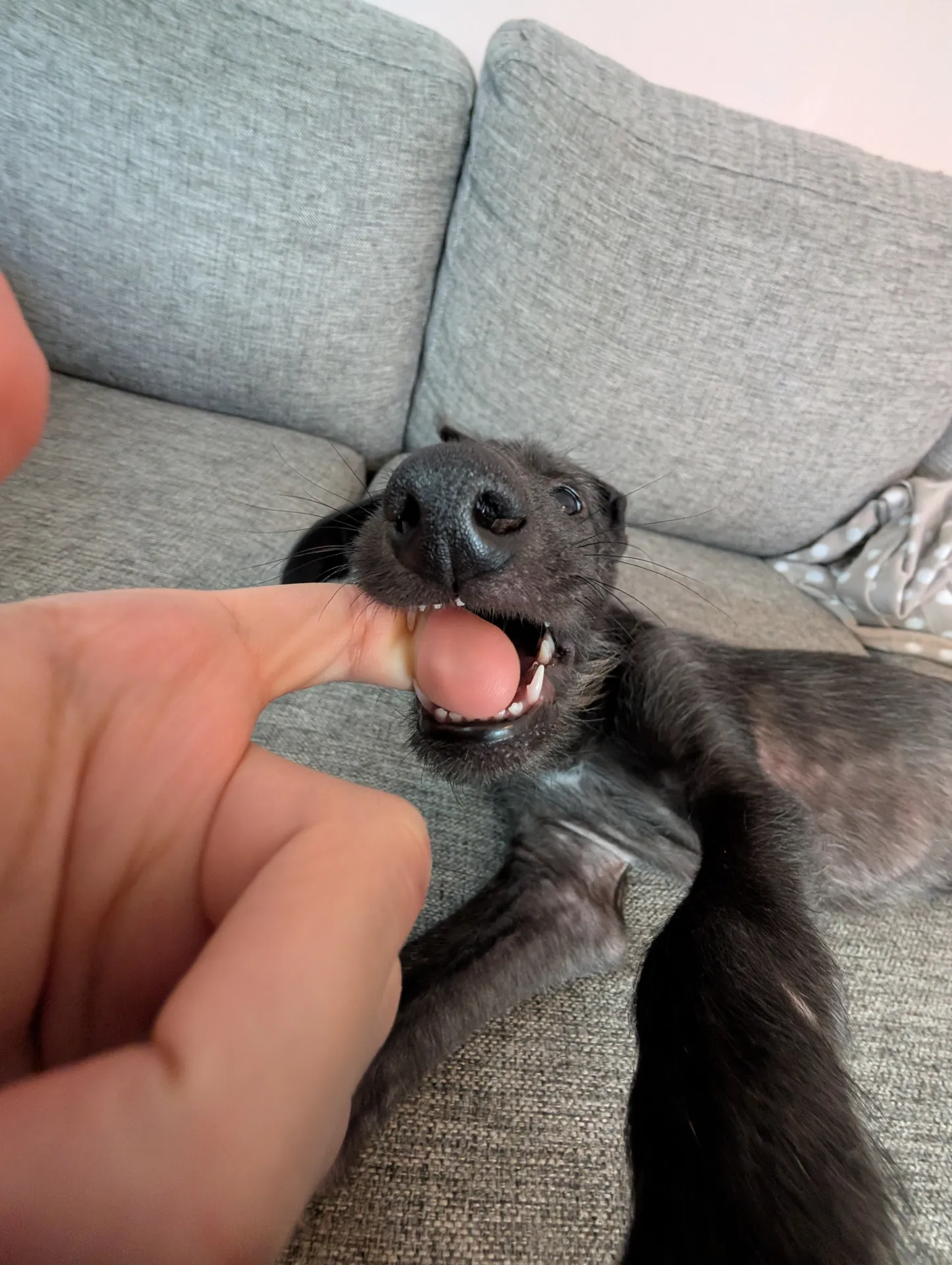Lillemor