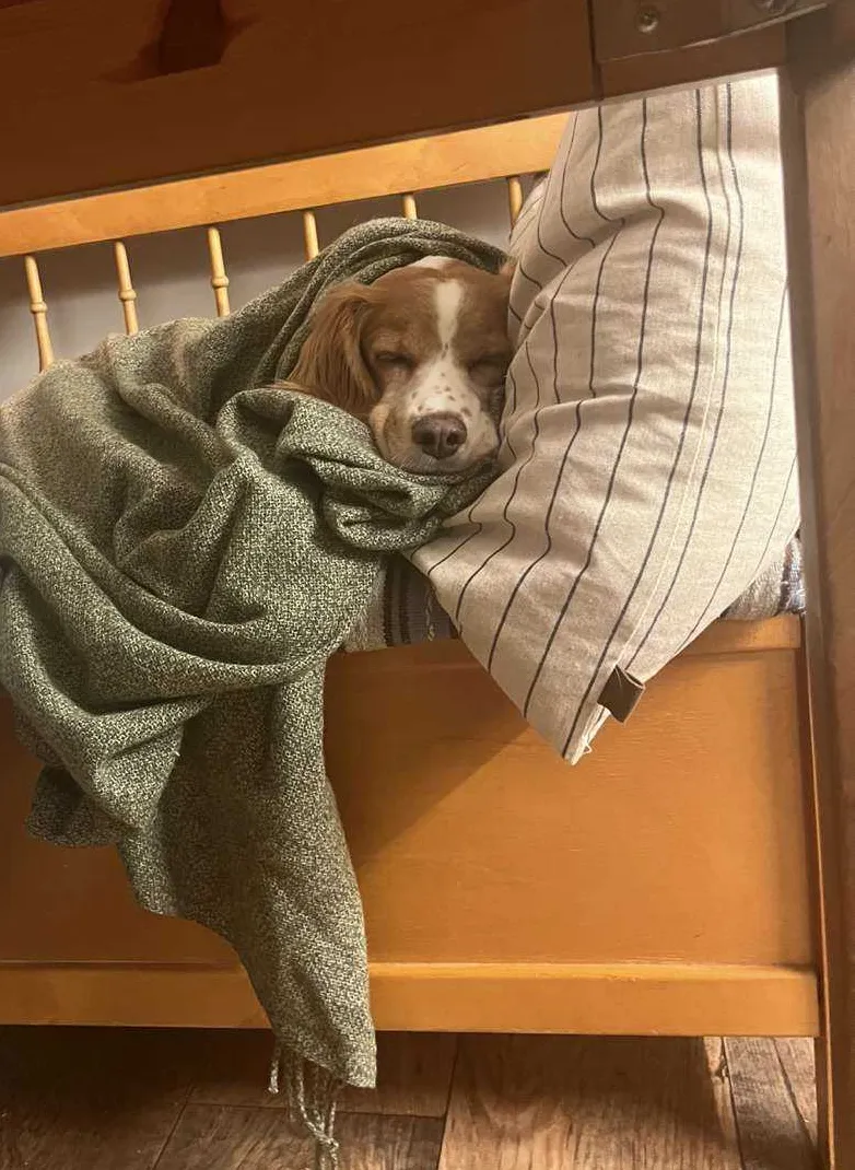 Pascal sleeping