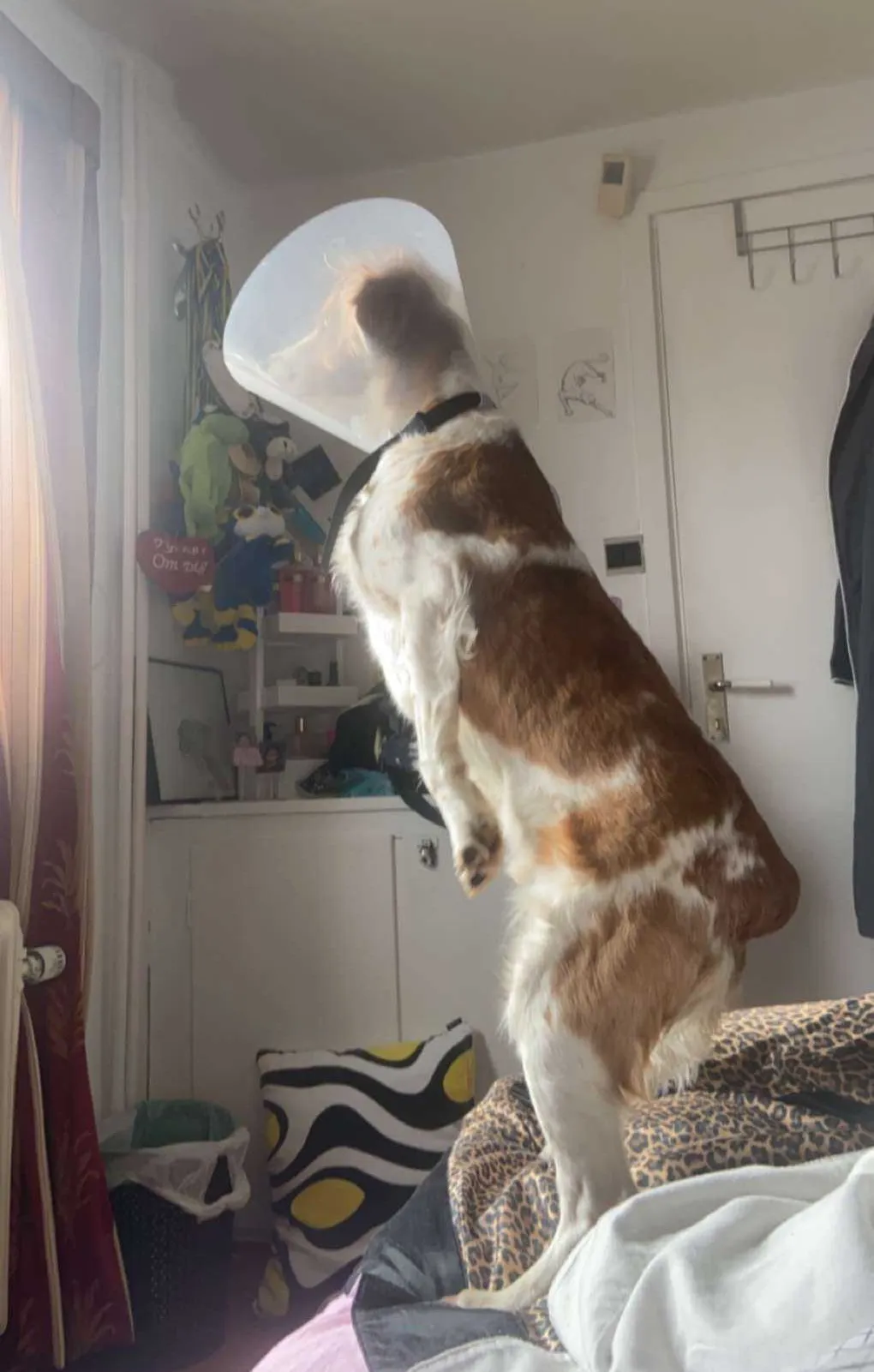 Pascal transcending the life of a dog and reaching full singularity